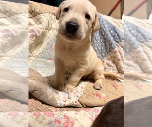 Labrador Retriever Puppy for sale in SUMMERVILLE, SC, USA