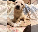 Small Labrador Retriever