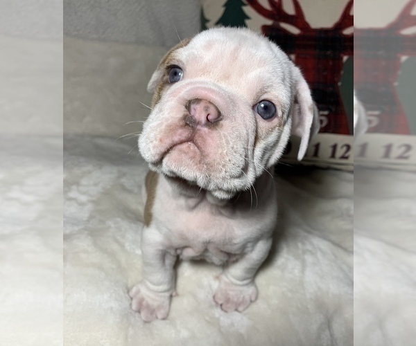 Medium Photo #8 English Bulldog Puppy For Sale in JOHNS ISLAND, SC, USA