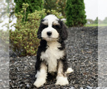 Small Photo #1 Miniature Bernedoodle Puppy For Sale in WARSAW, IN, USA