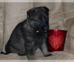 Small Photo #9 German Shepherd Dog Puppy For Sale in RICE LAKE, WI, USA