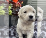 Puppy Brie Golden Retriever