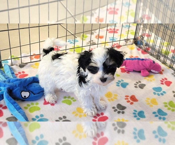 Medium Photo #2 Havanese Puppy For Sale in ORO VALLEY, AZ, USA