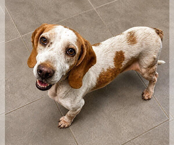 Medium Photo #8 Beagle Puppy For Sale in Dunnellon, FL, USA