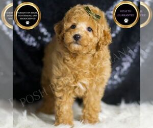 Poodle (Toy) Puppy for sale in WARSAW, IN, USA
