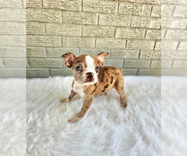 Medium Photo #1 Boston Terrier Puppy For Sale in INDIANAPOLIS, IN, USA