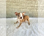 Image preview for Ad Listing. Nickname: Sadie