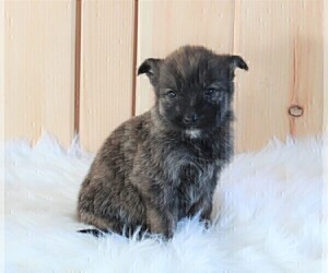 German Shepherd Dog-Portuguese Water Dog Mix Puppy for sale in FREDERICKSBURG, OH, USA