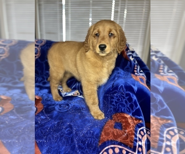 Medium Photo #7 Golden Retriever Puppy For Sale in DETROIT, MI, USA