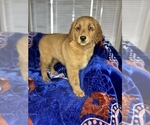 Small Photo #7 Golden Retriever Puppy For Sale in DETROIT, MI, USA