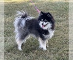 Small #4 Pomsky