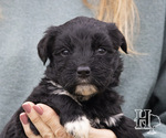 Puppy 6 Miniature Australian Shepherd-Poodle (Standard) Mix