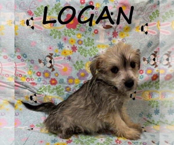 Medium Photo #1 Schnoodle (Miniature) Puppy For Sale in HARTLAND, MN, USA