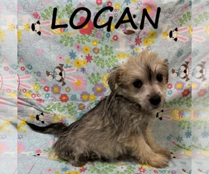 Schnoodle (Miniature) Puppy for sale in HARTLAND, MN, USA