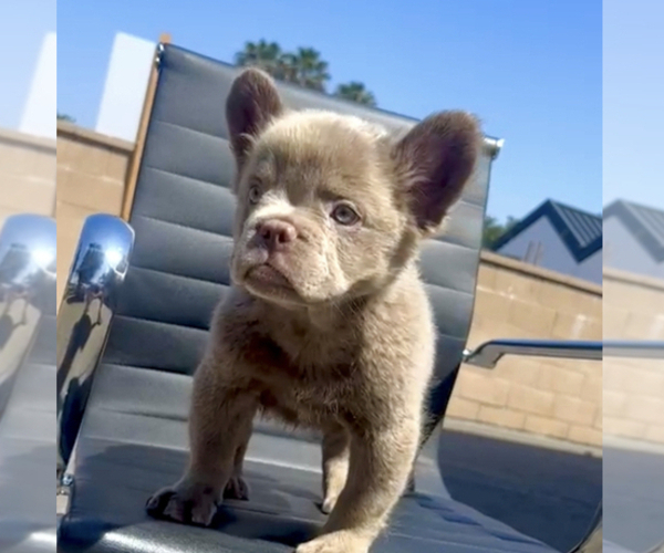 Medium Photo #3 French Bulldog Puppy For Sale in CARLSBAD, CA, USA