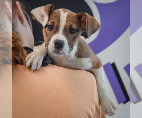 Medium Photo #5 American Staffordshire Terrier-Boxer Mix Puppy For Sale in Huntley, IL, USA