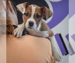 Small #4 American Staffordshire Terrier-Boxer Mix