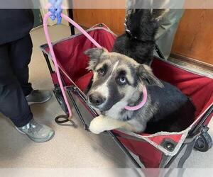 German Shepherd Dog Dogs for adoption in Pasadena, CA, USA