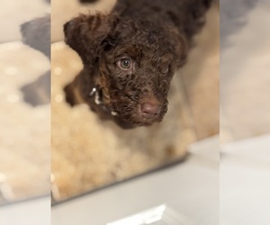 Poodle (Standard) Puppy for sale in ZIMMERMAN, MN, USA