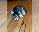 Small Photo #15 Siberian Husky Puppy For Sale in SYLVA, NC, USA