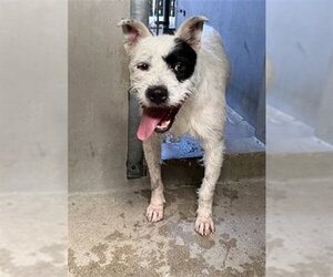 German Shepherd Dog-Unknown Mix Dogs for adoption in San Bernardino, CA, USA