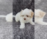 Small #2 Maltese