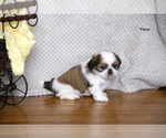 Small #22 Shih Tzu