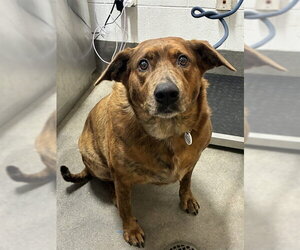 Plott Hound-Unknown Mix Dogs for adoption in Forestville, MD, USA