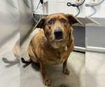 *ASPEN - Female Plott Hound-Unknown Mix Dog for Adoption - Small photo