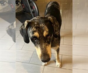 Catahoula Leopard Dog-Unknown Mix Dogs for adoption in San Antonio, TX, USA