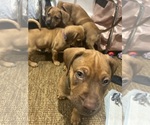 Small Belgian Malinois-Catahoula Leopard Dog Mix