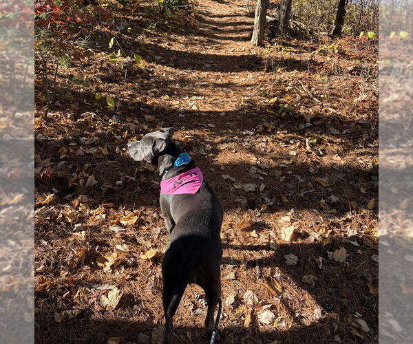 Medium Photo #11 American Pit Bull Terrier-Unknown Mix Puppy For Sale in Boston, MA, USA