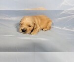 Small #1 Golden Retriever