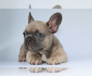 French Bulldog Puppy for sale in GLENVILLE, CT, USA