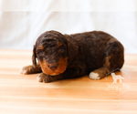 Small Photo #3 Bernedoodle Puppy For Sale in CARLOCK, IL, USA