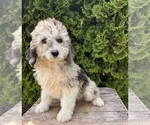 Small #3 Cockapoo