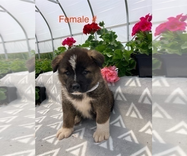 Medium Photo #1 Akita Puppy For Sale in LANCASTER, PA, USA