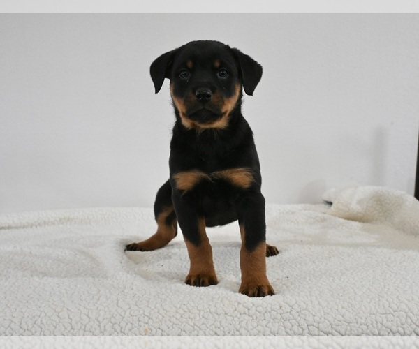 Medium Photo #3 Rottweiler Puppy For Sale in FREDERICKSBURG, OH, USA
