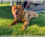 Small Photo #1 Dogue de Bordeaux Puppy For Sale in OAKLAND, CA, USA