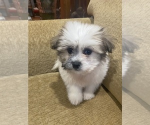 Shiranian Puppy for sale in MOUNT CLEMENS, MI, USA