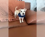Small #2 Chihuahua Mix