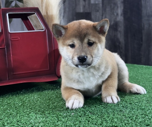 Medium Photo #3 Shiba Inu Puppy For Sale in CANOGA, NY, USA