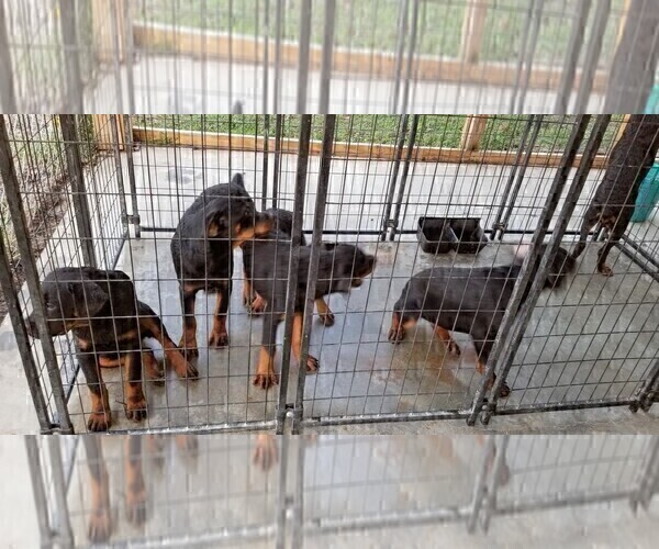 Medium Photo #81 Rottweiler Puppy For Sale in RIEGELWOOD, NC, USA