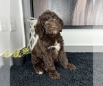 Small Photo #4 Miniature Labradoodle Puppy For Sale in FRANKLIN, IN, USA