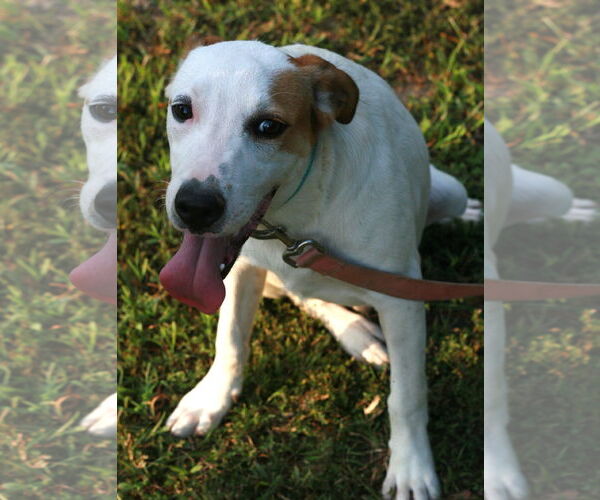 Medium Photo #5 Greyhound-Labrador Retriever Mix Puppy For Sale in Attalka, AL, USA