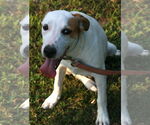 Small #4 Greyhound-Labrador Retriever Mix