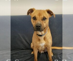 Boxer-Unknown Mix Dogs for adoption in Mt. Gilead, OH, USA