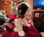 Small Photo #46 Old English Sheepdog Puppy For Sale in WILMINGTON, OH, USA