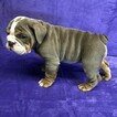 Small Photo #3 Bulldog Puppy For Sale in GROSSE POINTE FARMS, MI, USA