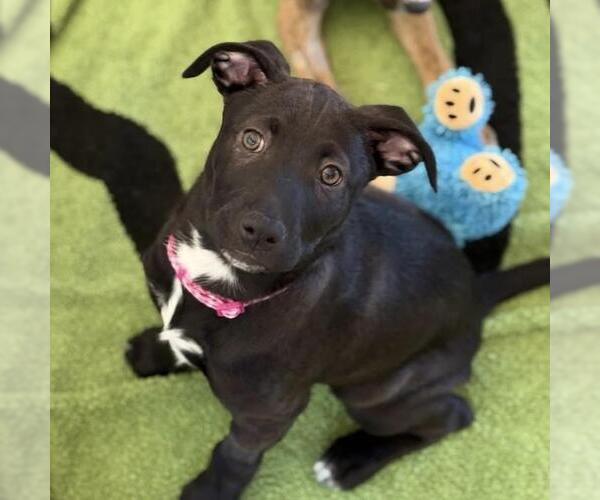 Medium Photo #14 Labrador Retriever-Unknown Mix Puppy For Sale in San Diego, CA, USA